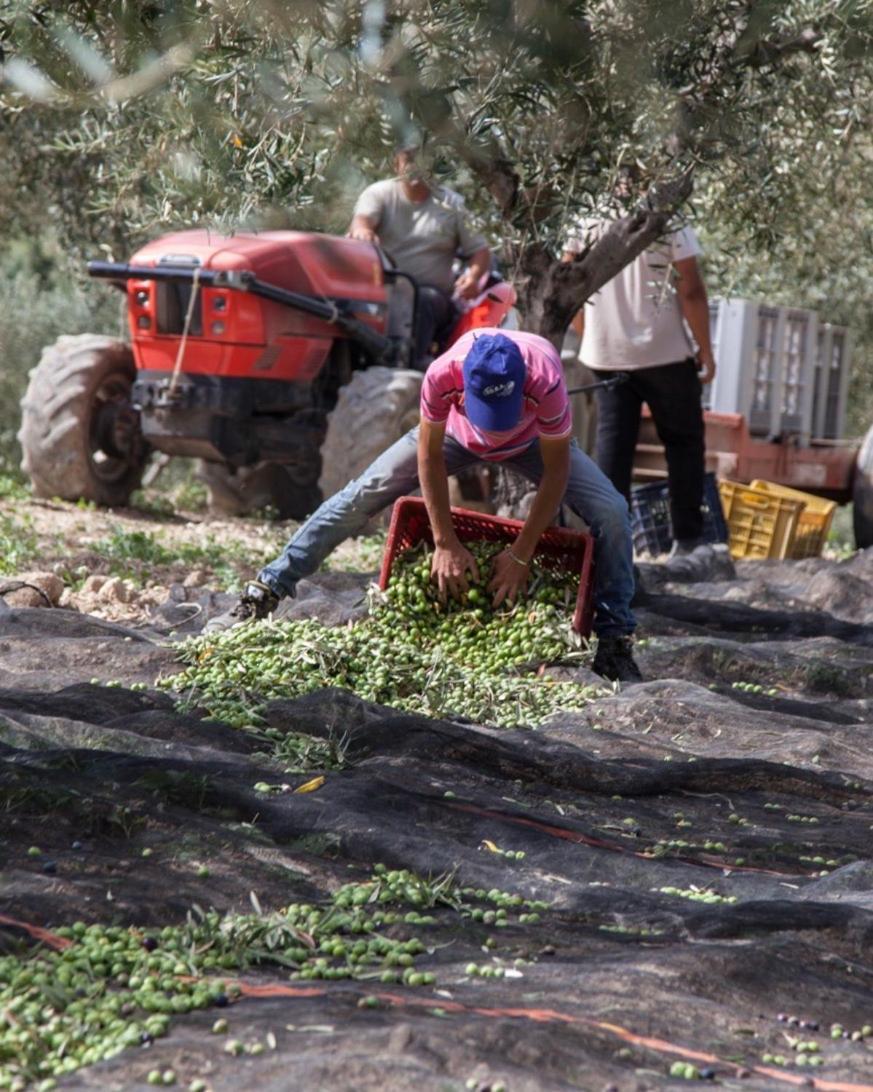 Azienda Agricola Mandranova Palma di Montechiaro Eksteriør billede