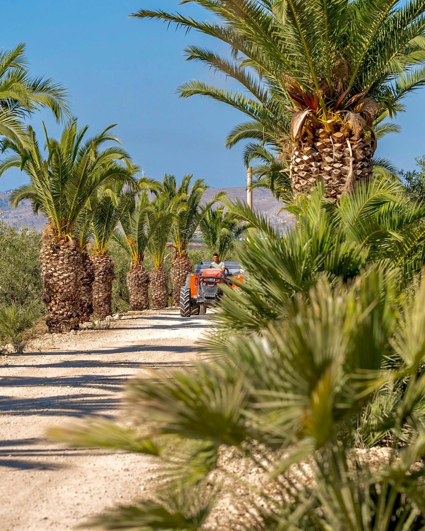 Azienda Agricola Mandranova Palma di Montechiaro Eksteriør billede
